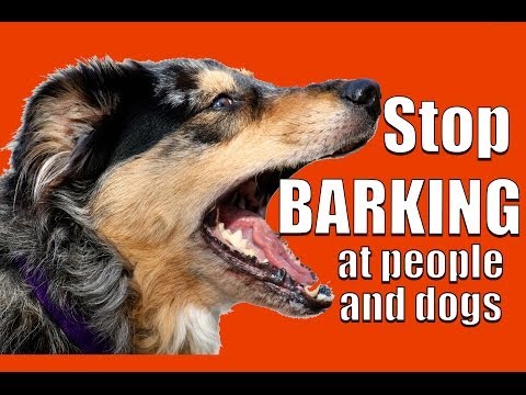 How to TEACH ANY DOG NOT to BARK at Other DOGS and PEOPLE on a Walk How to TEACH ANY DOG NOT to BARK at Other DOGS and PEOPLE on a Walk