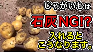 じゃがいもに石灰は必要？そうか病になる？ここ間違えると失敗します。図解で初心者にも簡単に分かりやすく解説【土作り】【鶏糞】