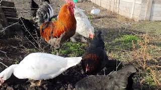 Téli napsütés ( Marans, Brahma, Australorp)