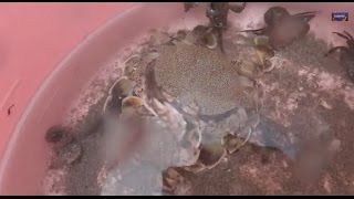 日本海で夏休み小魚の大群と変わったカニを発見