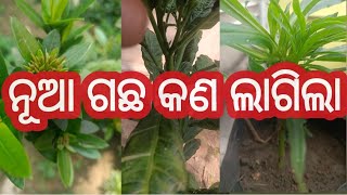 ନୂଆ ଗଛ କଉଠୁ ଆସିଲା @namitaskitchengarden9693