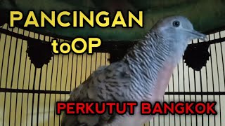 SUARA PERKUTUT BANGKOK GACOR PALING AMPUH UNTUK PANCINGAN PERKUTUT BANGKOK LAIN AGAR BUNYI GACOR