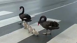 Swan family always uses the pedestrian crossing