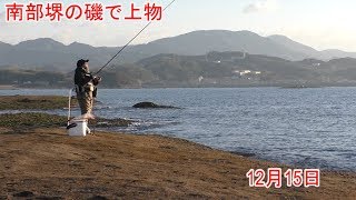 南部堺の磯で上物