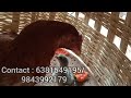 sr naatu koli pannai sr poultry farms