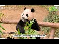 sub panda sleeping in the most unique pose around the world│panda family🐼