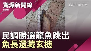 韓國瑜民調勝選龍魚跳出　魚長還藏玄機？！│【驚爆大解謎】│三立新聞台