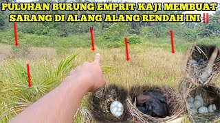 Sangat tidak masuk akal‼️ Padahal cuma semak ilalang setinggi lutut tapi sarang emprit nya puluhan 😱