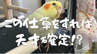 首を傾げる子は天才インコ！？【きなこのお父さんのHOW TO BIRD】オカメインコと愉快な仲間たち