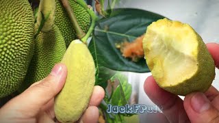 Jackfruit-How to eat baby Jackfruit,yummy