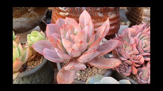 255회 이웃님 키핑동~이름도 함께 (succulents, 多肉)