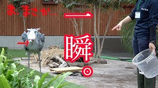 食べるの超早くなった!?ハシビロコウのふたば!【8月のふたば5】FUTABA in August 2019