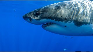 8 Hours - Great White Sharks - RELAX, SLEEP, MEDITATE, MUSIC | Great Escapes