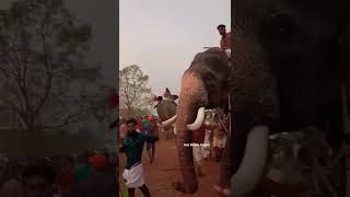 പാമ്പാടി Sundaran Elephant #2022