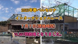 2023年春バルセロナインターナショナルレース16,561羽放鳩となりました。