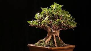 Bonsai Ficus Microcarpa MASTER PIECE