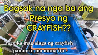 Crayfish farming Philippines || Bagsak na nga ba ang   market ng crayfish