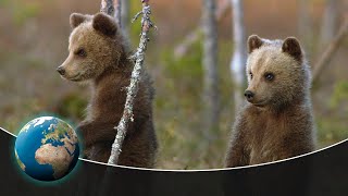 Three young bears find their way in the world