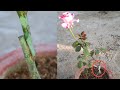 rose scion grafting new technique full updates