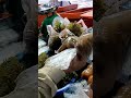 Pasar Sinsuran Kota Kinabalu,, cari ikan dulu #viral #shortvideo