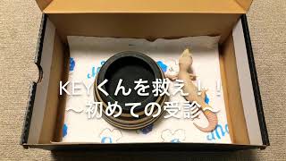 レオパのkeyくん 動物病院で受診 編 ①