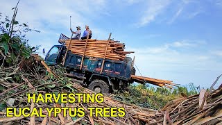 Harvesting Eucalyptus Trees on a Mountain Overlooking the Sea!