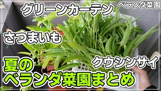 【ベランダ菜園】2024年真夏のベランダ菜園の振り返り・反省【グリーンカーテン】