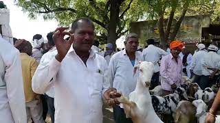 🔴धरणगाव बकरी बाजार l Dharagaon Bakari Bajar l Dharangaon Goat Market l #village #goat #market #bakri