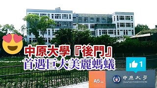 😍👍 中原大學後門有美麗巨大螞蟻 🐜❤️ Chung Yuan Christian University 中原生態埤塘公園. 力行男生宿舍. 桃園市中壢區 Zhongli Taoyuan TAIWAN