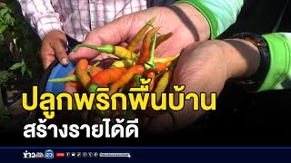 ปลูกพริกพื้นบ้าน สร้างรายได้ดี | ข่าวเช้าสุดสัปดาห์ | 12 มกราคม 2568