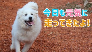 【多頭飼いの日常】朝イチからドッグランで走る！走る！【Bernese Mountain Dog】【Chihuahua】【Great Pyrenees】