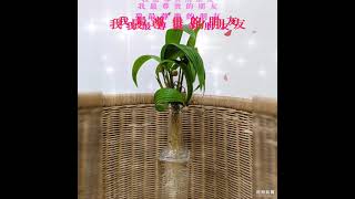 蒲葵