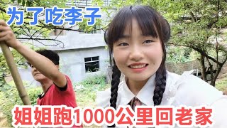 为了吃李子，姐姐跑1000公里回老家，刚到家就迫不及待去打了一袋