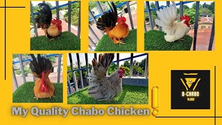 quality chabo chicken