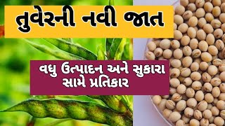 તુવેર ની નવી જાત વધુ ઉત્પાદન અને સુકારા સામે પ્રતિકાર | Tuver | Pigeon Pea | Navi jat