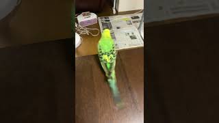 ぴぃちゃんに怒られているカイちゃん😁#shorts #セキセイインコ