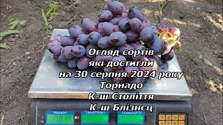 Огляд сортів які достигли на 30 серпня 2024 р. частина-2