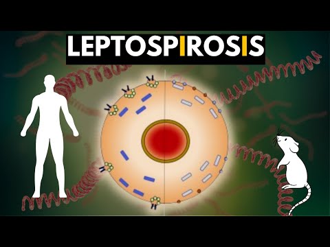 What to do if you think you have leptospirosis?