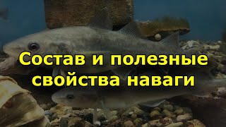 Состав и полезные свойства наваги.