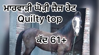 ਮਾਰਵਾੜੀ ਘੋੜੀ ਜੈਜ ਰੇਟ Quilty top #mandeepsekhonalamwala #horse #horselover