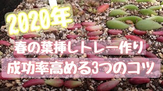 【多肉葉挿し】初心者さん必見！成功率を高める３つのコツと葉挿しチマチマ並べ