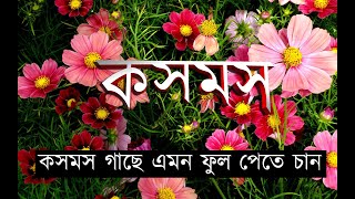 কসমস ফুল গাছের যত্ন | cosmos flower plant care