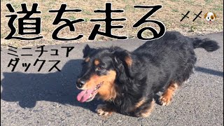 【可愛い動き】ミニチュアダックス〜道走る編