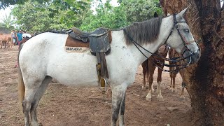 Feira de cavalo em canafistula de Frei Damião Alagoas 13/01/2025#nordeste