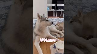 妹にお尻の匂いを嗅がれ虚無になるシベリアンハスキー#シベリアンハスキー #ハスキー #ハスキー犬