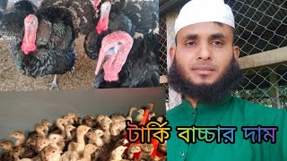 টার্কির বাচ্চার দাম। Turkey price, Turnkey khamar,  সিরাজগঞ্জ এগ্রো ০১৭৭৯১৩৮০৮৬