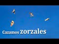 Caza de zorzales con cimbel y cartuchos Saga