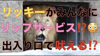 【円山動物園ライオン】リッキーがみんなにリップサービス⁉️😳出入り口で吼える⁉️