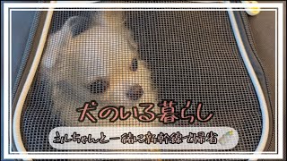 【実家に帰省】関西〜ミルちゃんと一緒に新幹線で帰省|犬|アラサー|vlog