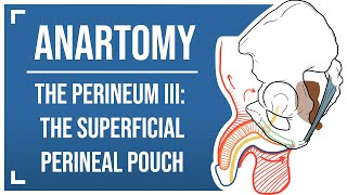 Perineum III: The Superficial Perineal Pouch